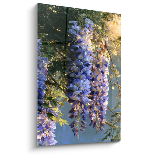 Glycine mauve et bleu lavande en cascade, lumière dorée traversant le feuillage vert profond