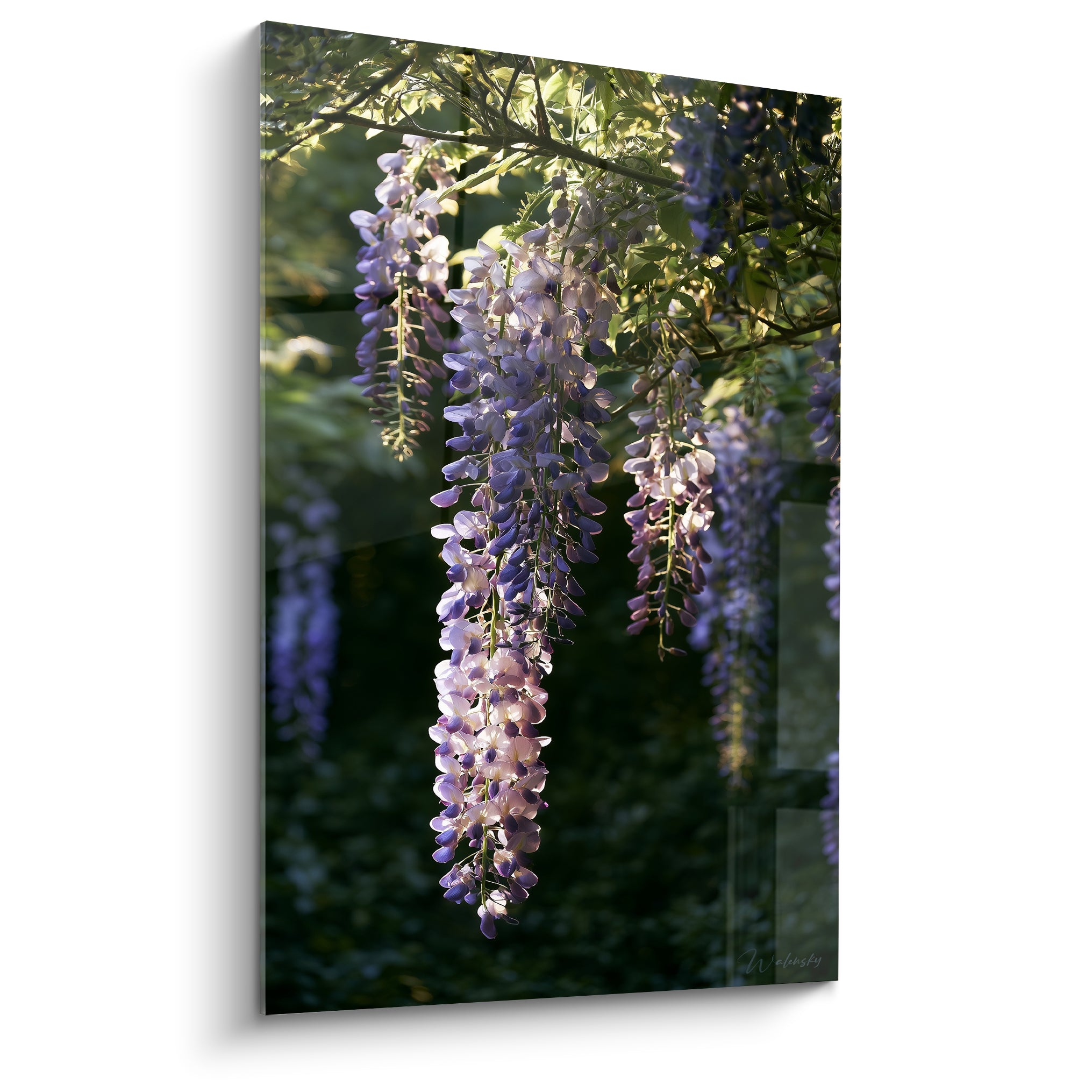 Glycine mauve et blanc rosé en grappes tombantes sur fond vert profond baigné de lumière