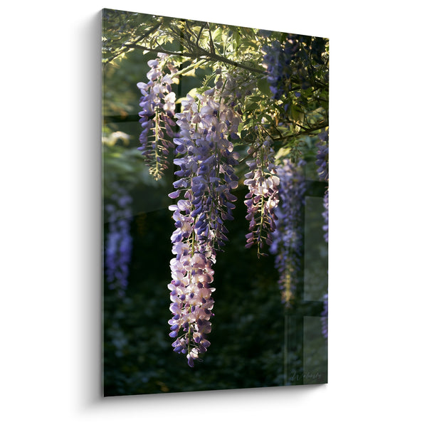 Tableau Grappes mauves et blanches sous feuillage lumineux dense - Rayons filtrés entre feuilles - Edition Glycine