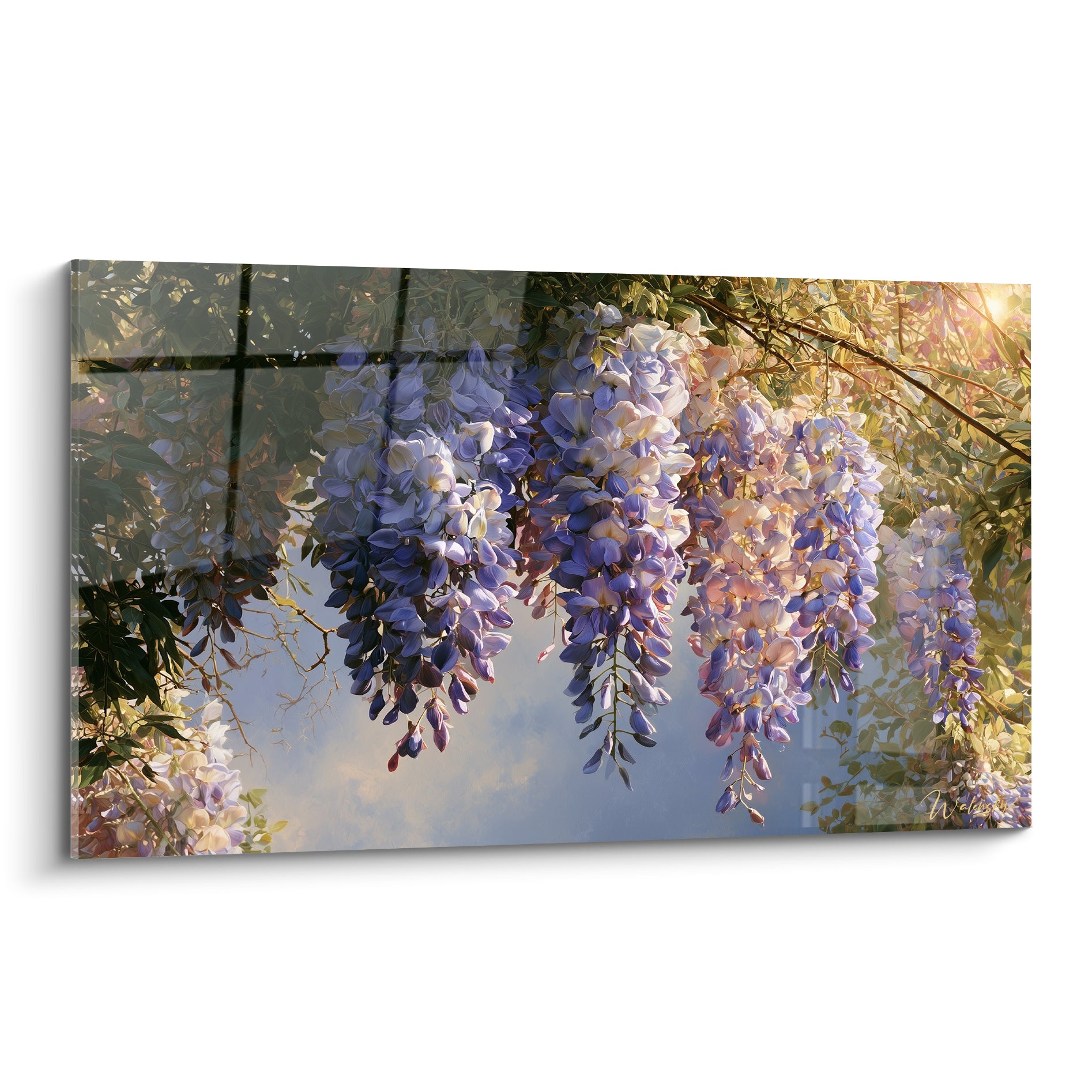Glycine aux grappes mauves et blanches suspendues devant un ciel bleu lumineux