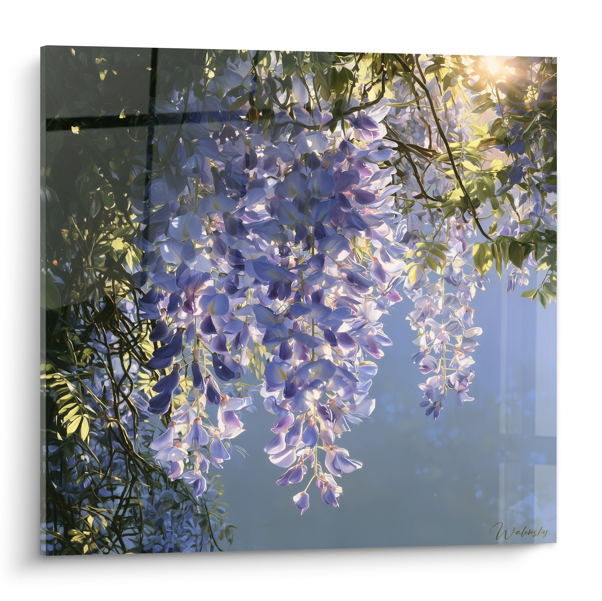 Grappes de glycine mauve et blanche baignées de lumière dorée sur fond de ciel bleu