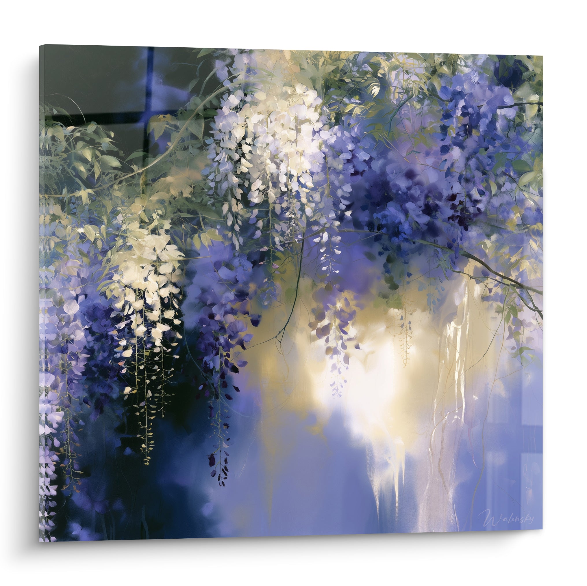 Glycine violette et blanche en cascade, lumière dorée traversant les grappes florales
