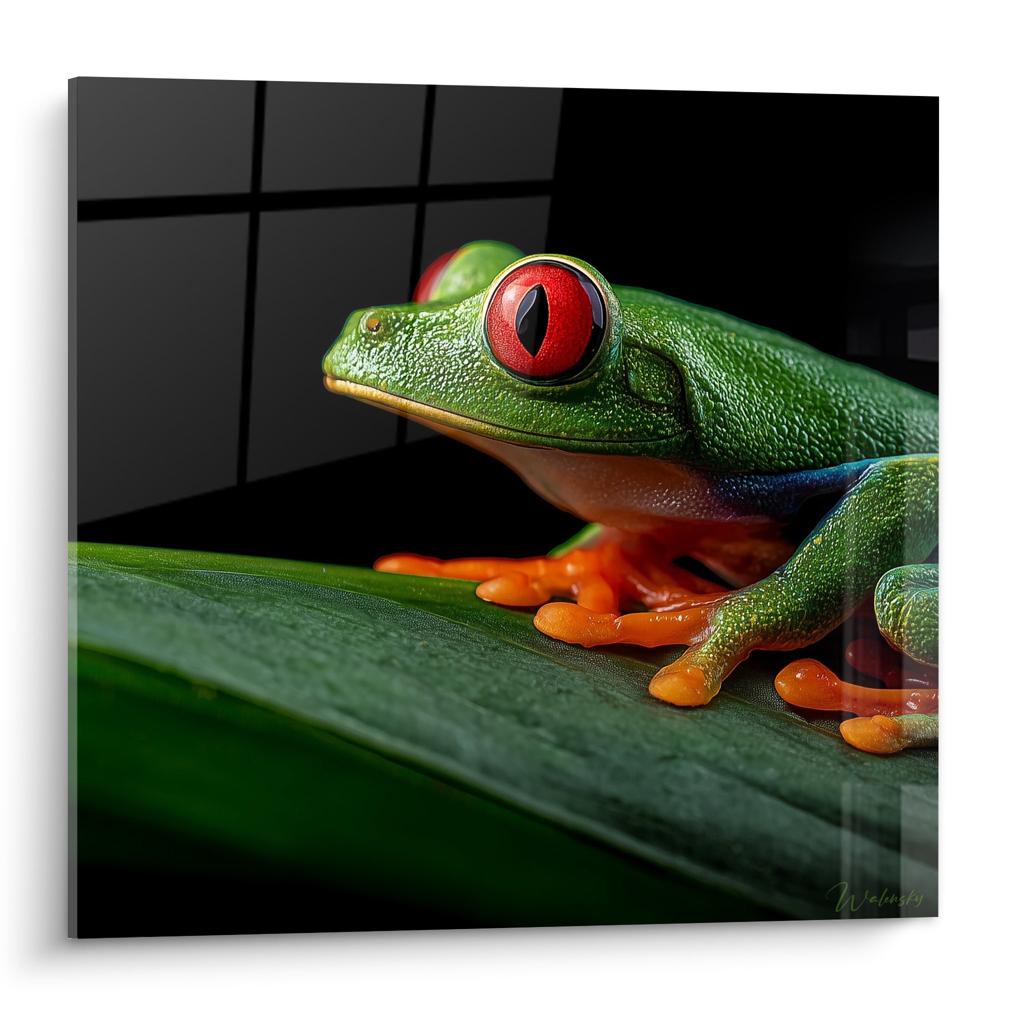 Rainette verte aux yeux rouges et pattes orangées sur feuille, fond noir graphique