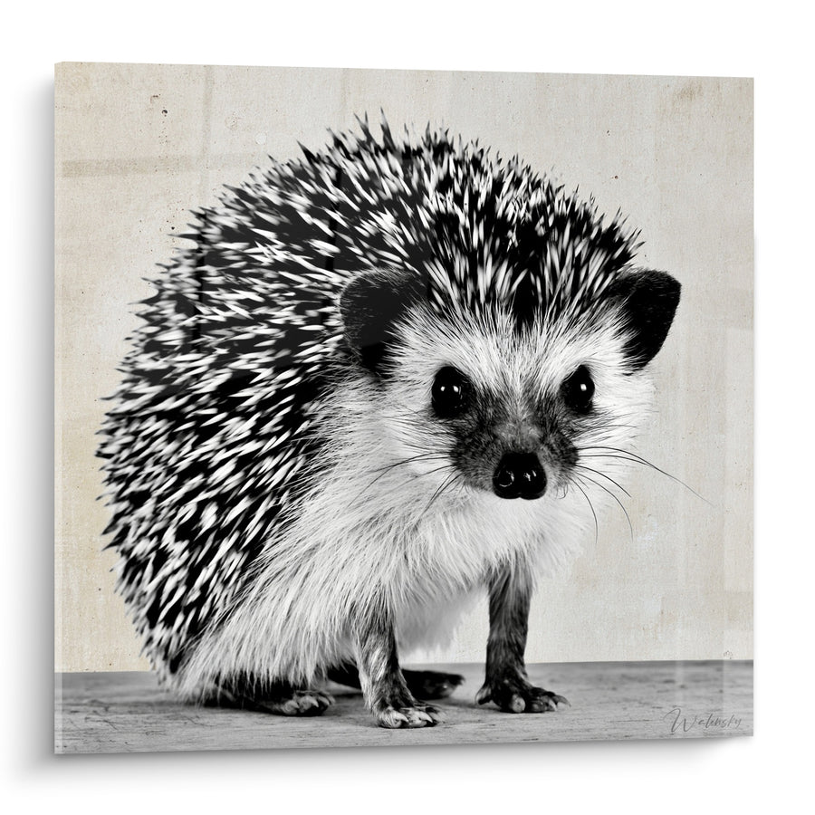 Tableau Hérisson noir et blanc aux piquants texturés - Regard curieux - Edition Hérisson