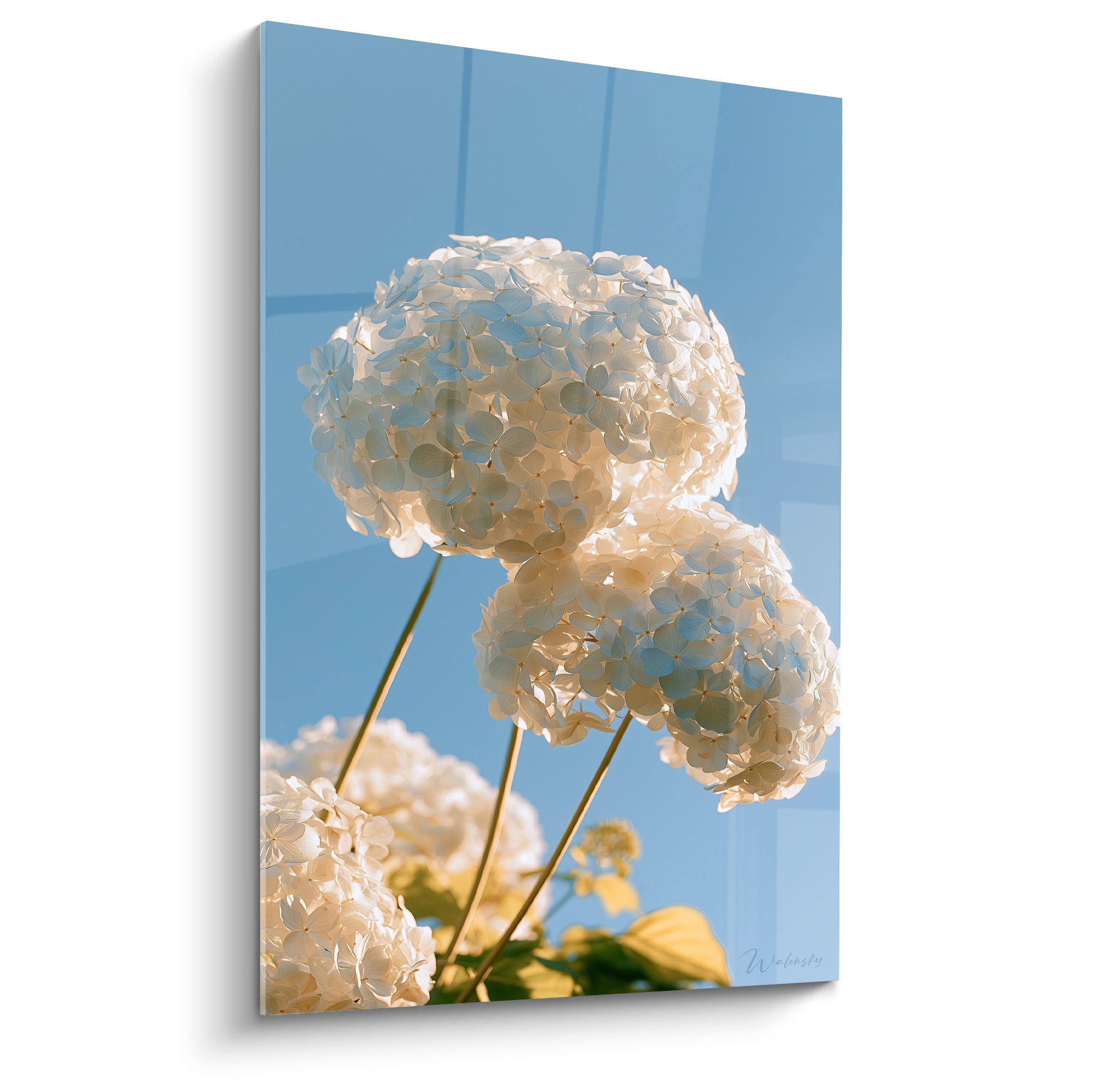 Hortensias blancs en fleur épanouie contre un ciel bleu, lumière naturelle et pétales délicats