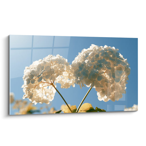Tableau Hortensias blancs sous ciel bleu lumineux - Éveil de l'été - Edition Hortensia