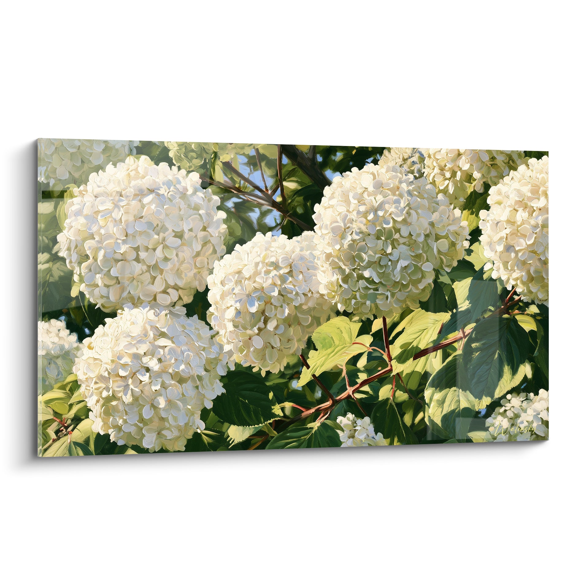 Hortensias blancs en grappes denses, feuillage vert profond, lumière matinale traversant les pétales