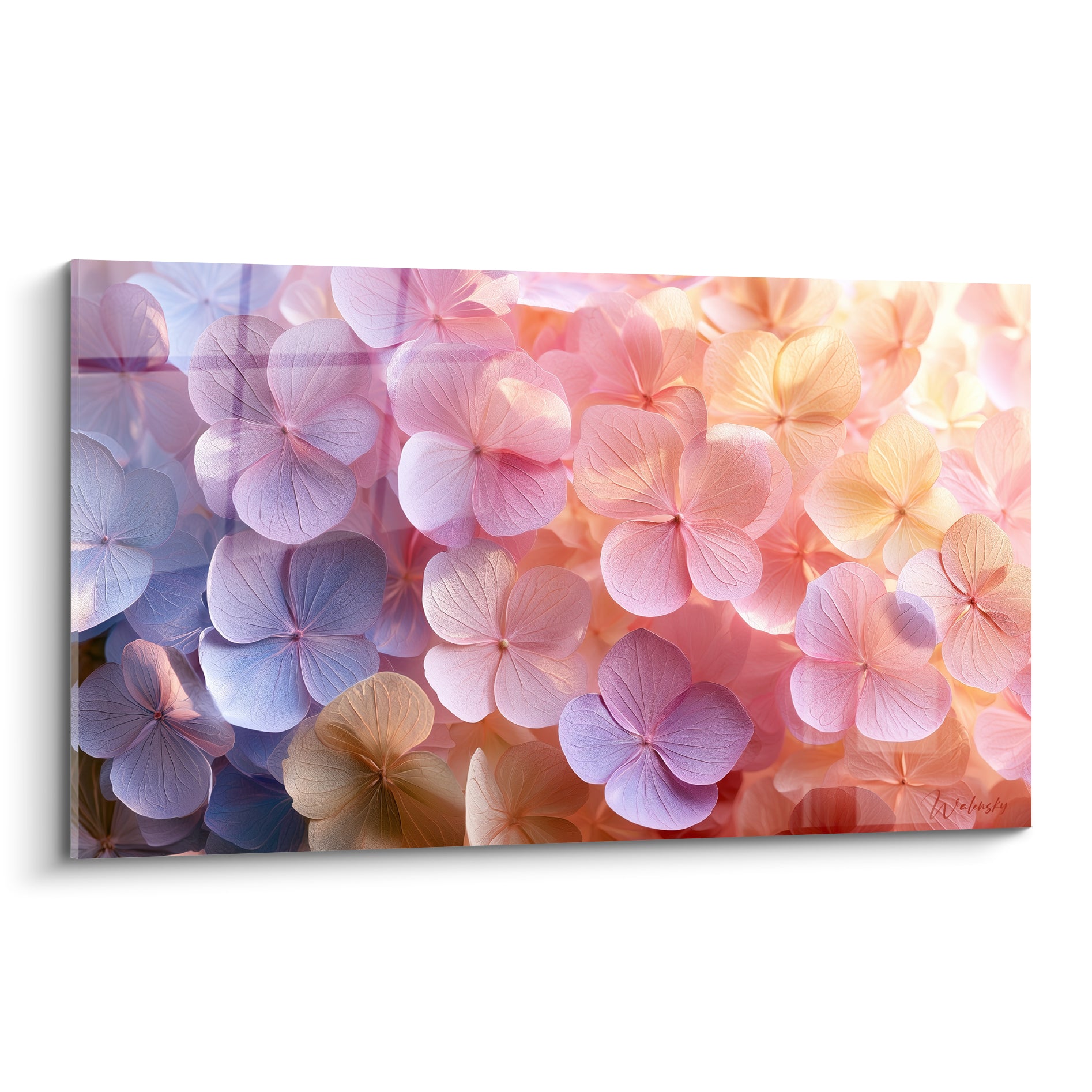 Hortensia mauve et pêche en gros plan, pétales veloutés traversés par une lumière douce