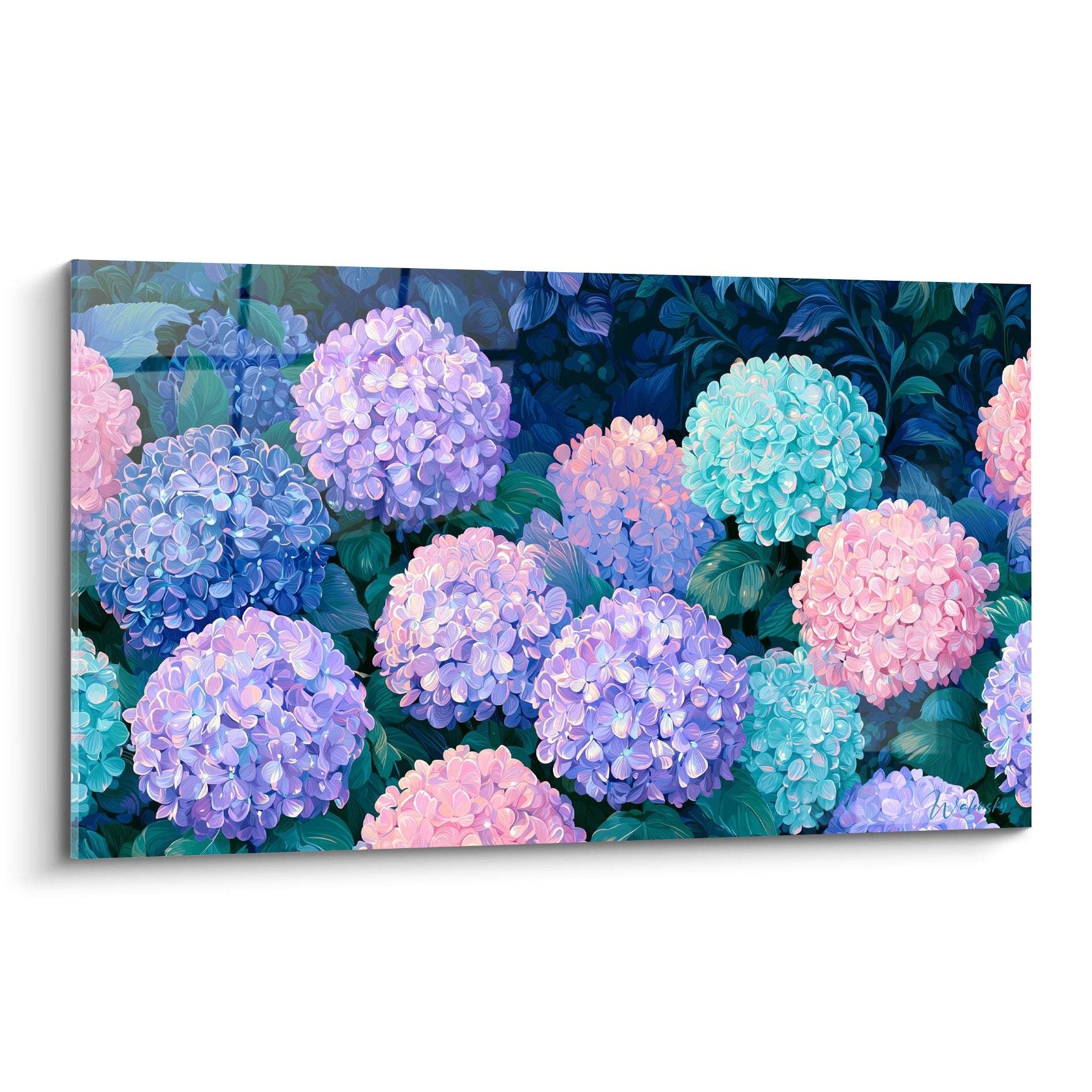 Hortensias mauves, roses et turquoise en pompons denses sur fond de feuillage sombre