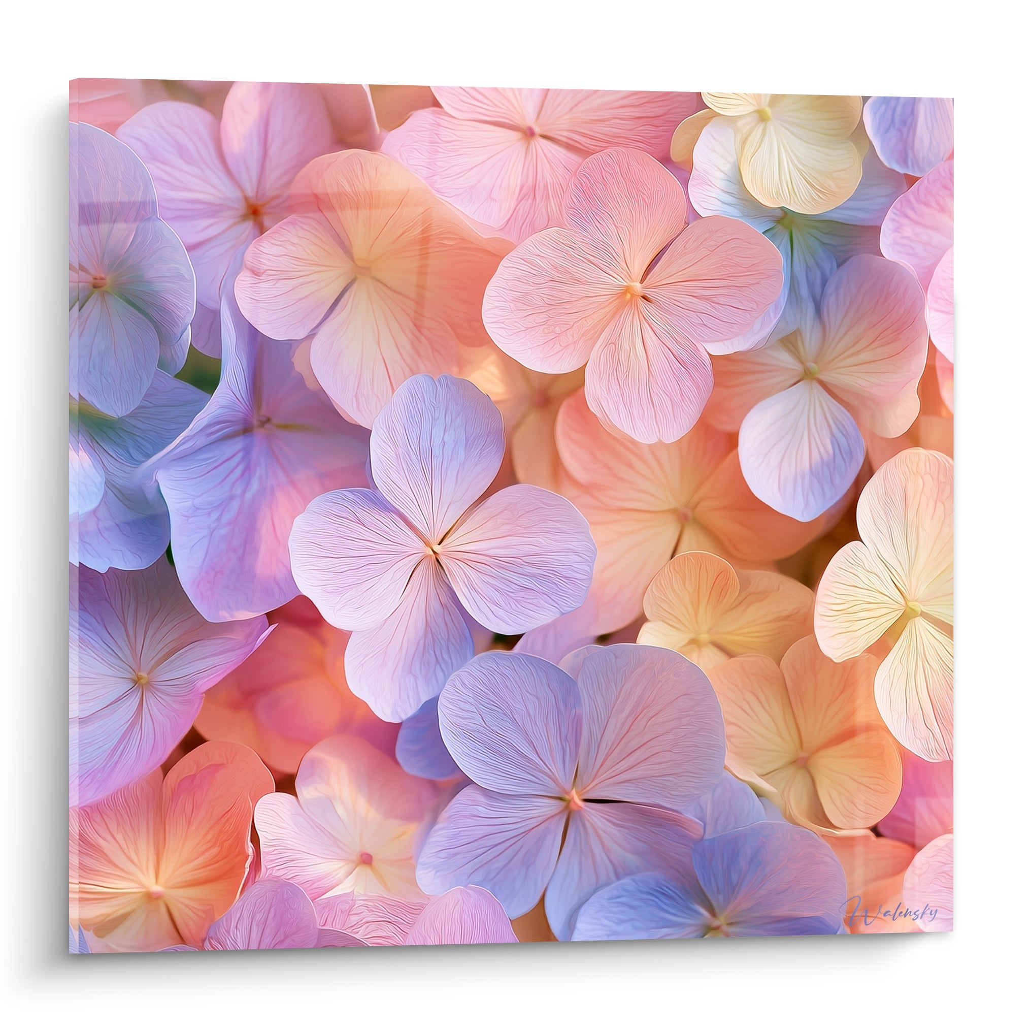 Hortensia aux pétales mauve et pêche en gros plan, lumière douce et nervures détaillées