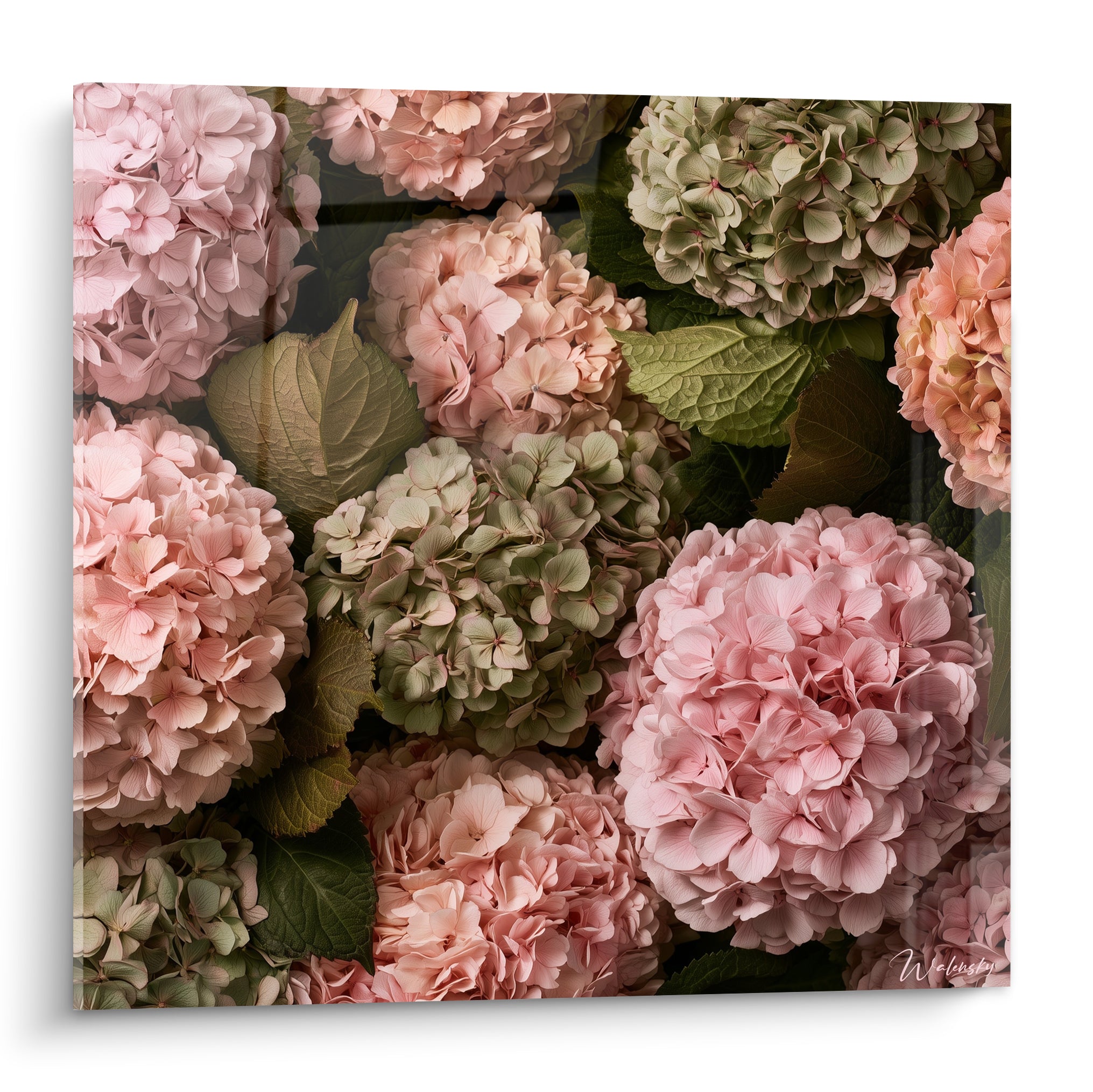 Hortensias roses et verts en gros plan floral dense, pétales texturés et feuilles nervurées.