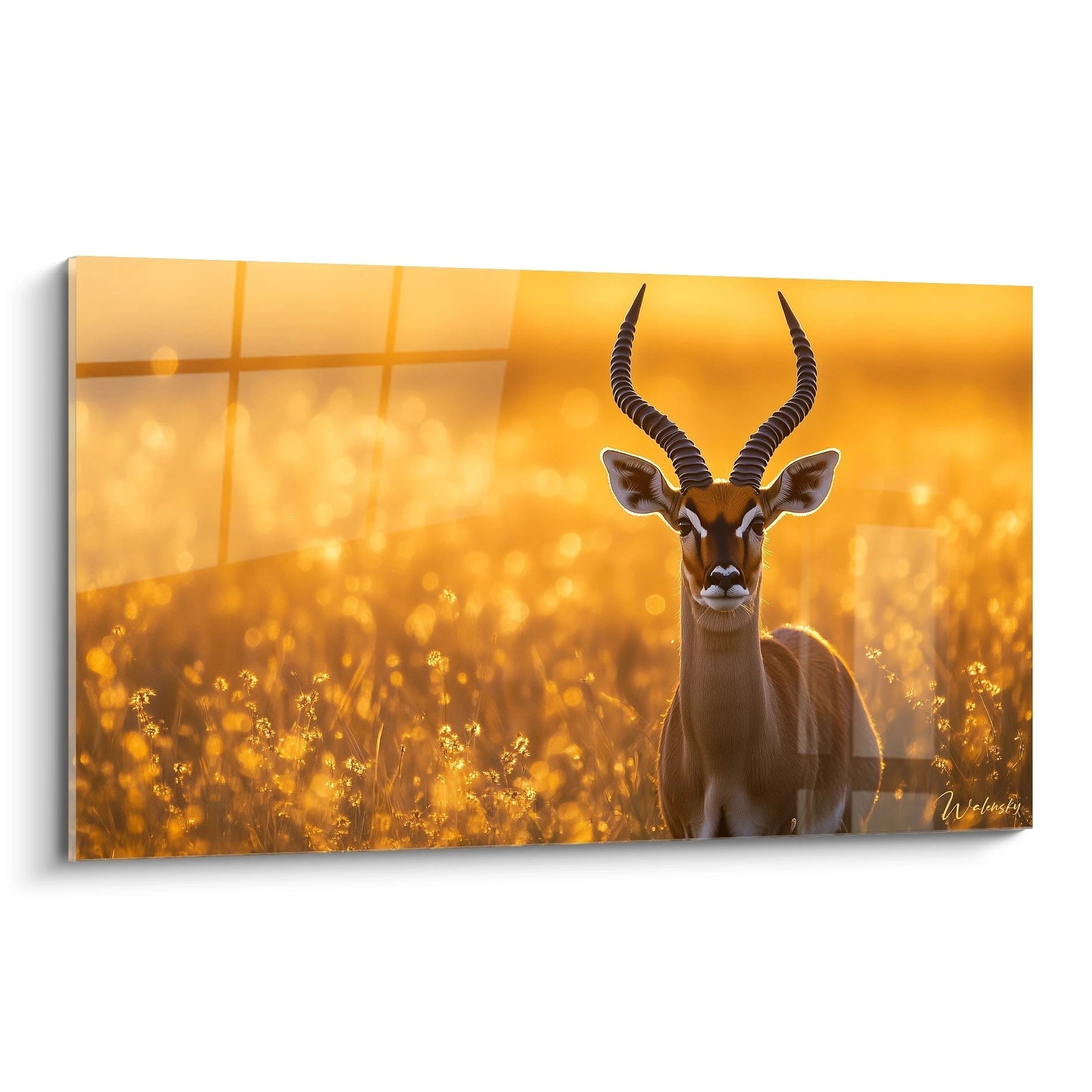 Un tableau impala montrant une antilope aux longues cornes spiralées face à l'objectif, dans une savane baignée de lumière dorée au coucher du soleil. Le pelage brun clair de l'animal contraste avec le bokeh doré des herbes illuminées en arrière-plan.
