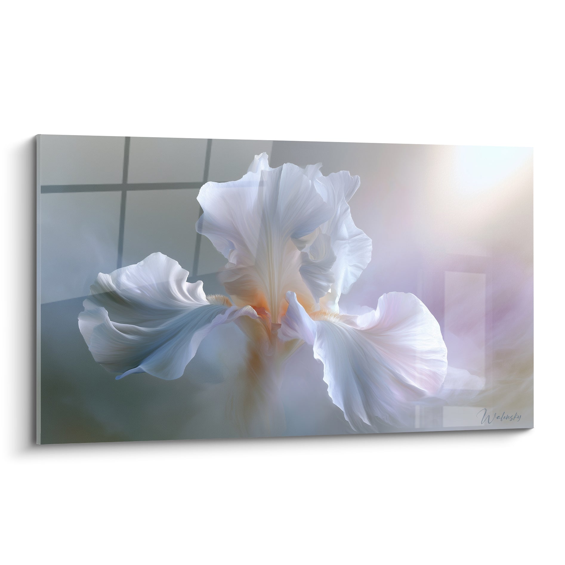 Iris blanc aux pétales vaporeux et cœur orangé, sur fond gris bleuté lumineux