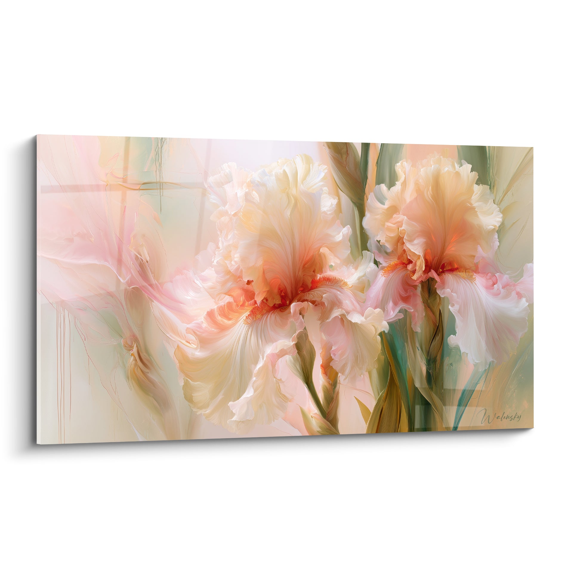 Iris blanc et rose pastel aux nuances corail, pétales déployés en pleine floraison lumineuse