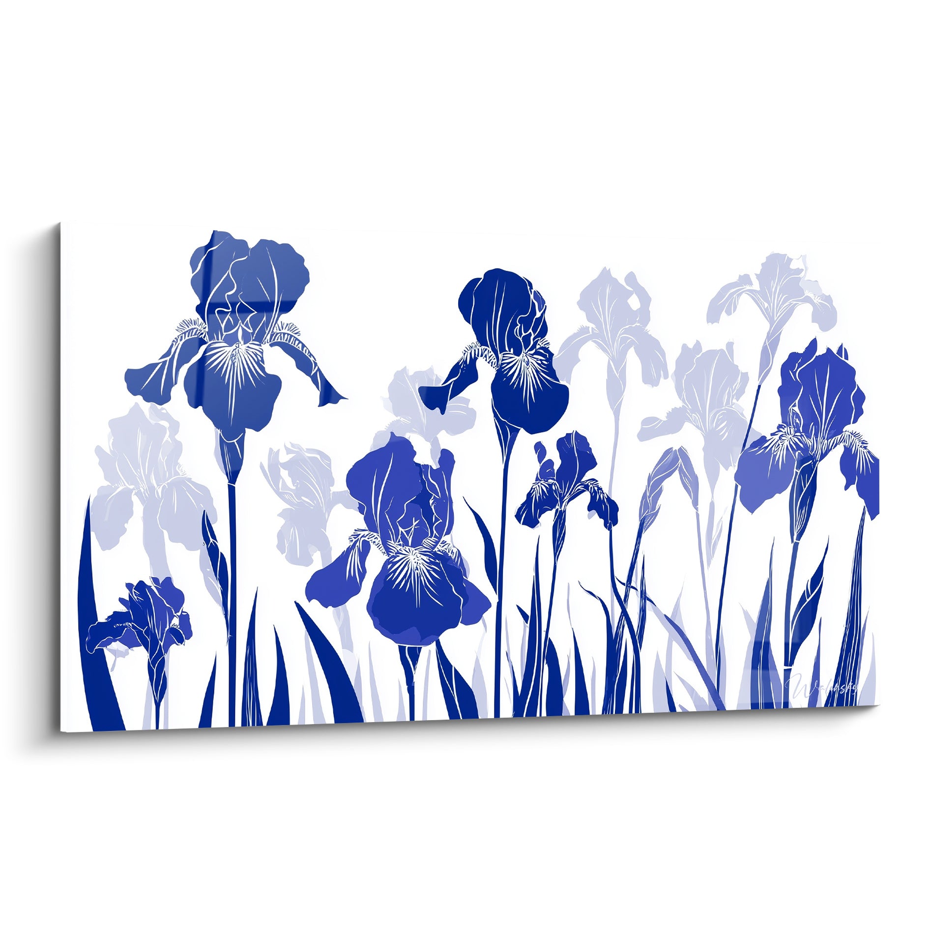 Iris bleu marine et lavande pâle en pleine floraison graphique sur fond blanc immaculé