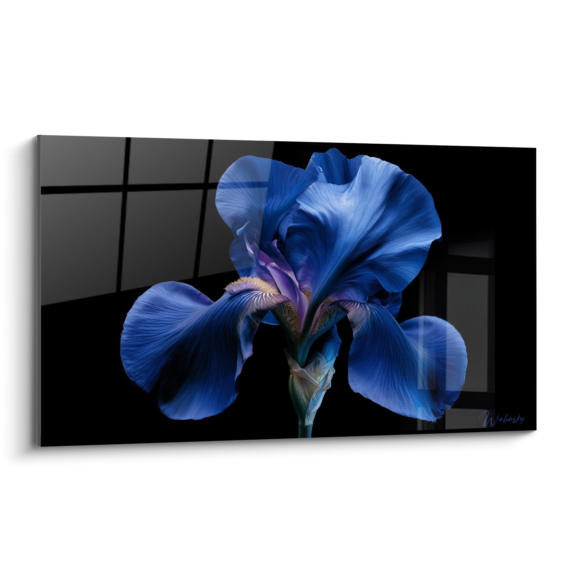 Iris bleu profond aux pétales veloutés se déploie sur un fond noir quadrillé intense