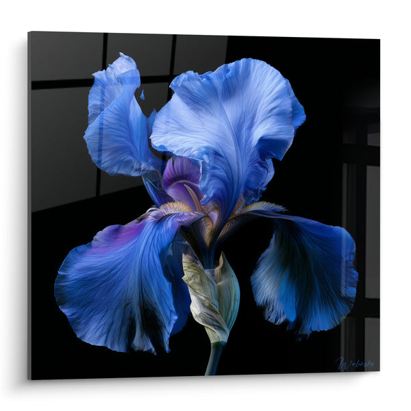 Tableau Fleur bleu nuit aux reflets violets - Éclosion nocturne - Edition Iris