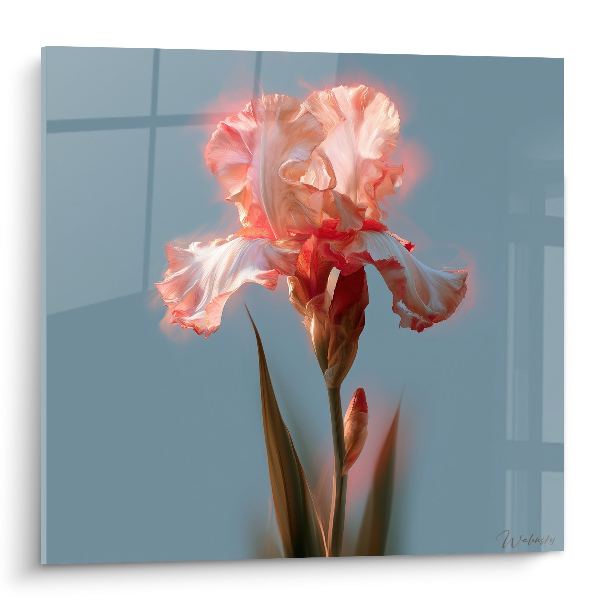 Iris corail et blanc aux pétales froissés se détache sur un fond bleu gris lumineux