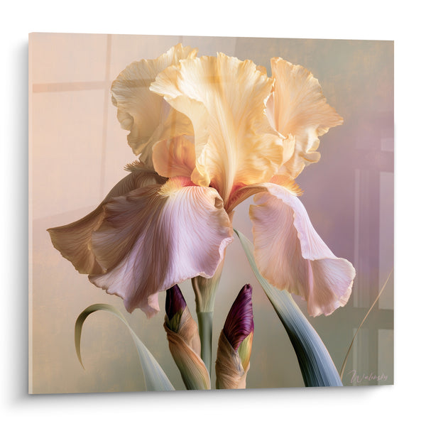 Tableau Iris crème et rose aux boutons pourpres - Barbe orangée duveteuse - Edition Iris