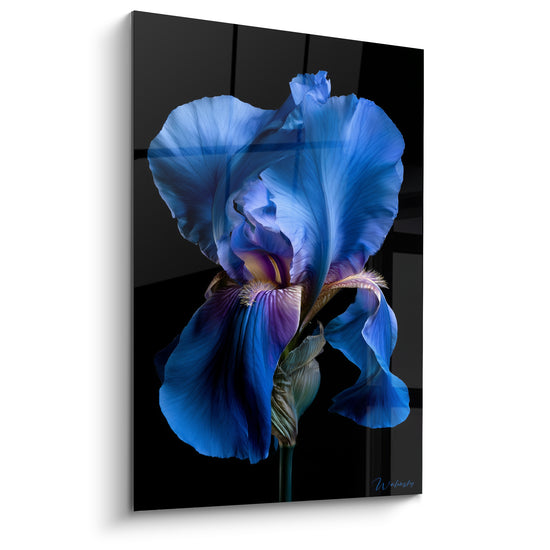 Fleur Iris bleu marine et violet profond aux pétales veloutés sur fond noir texturé
