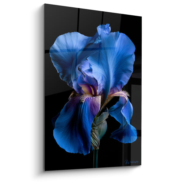 Tableau Fleur bleue et noire aux pétales froissés - Barbe duveteuse dorée - Edition Iris