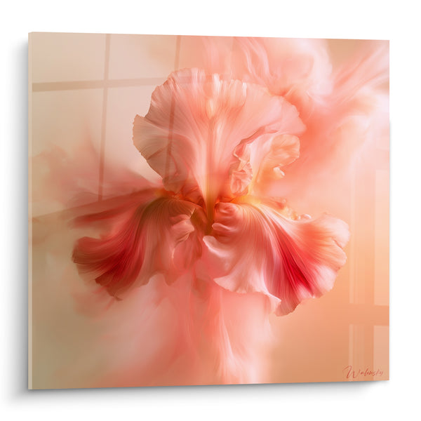 Tableau Iris rose et corail aux pétales vaporeux - Voile fondu translucide - Edition Iris