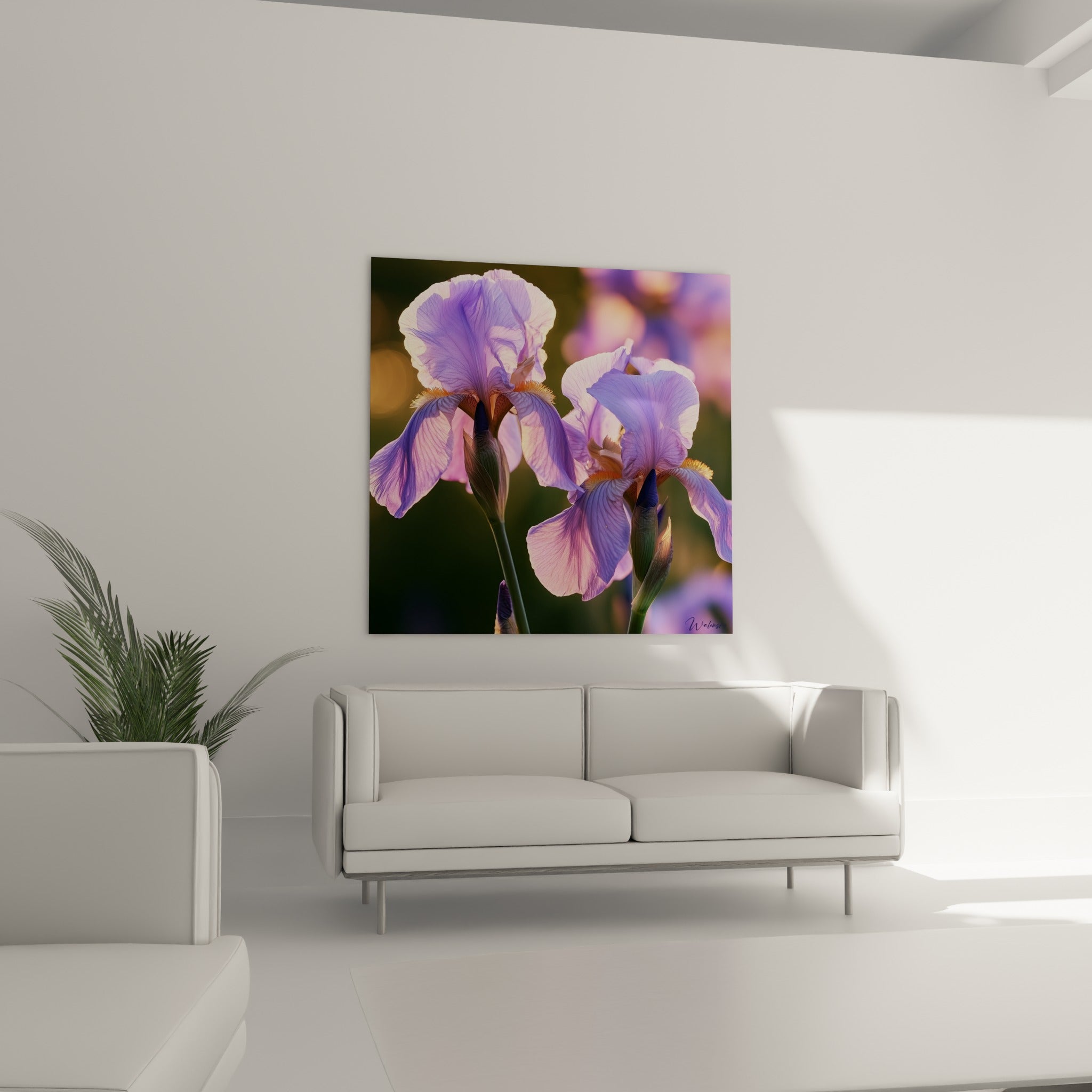 Pétales d'iris violet et orangé en pleine lumière, au-dessus d'un canapé dans un salon lumineux
