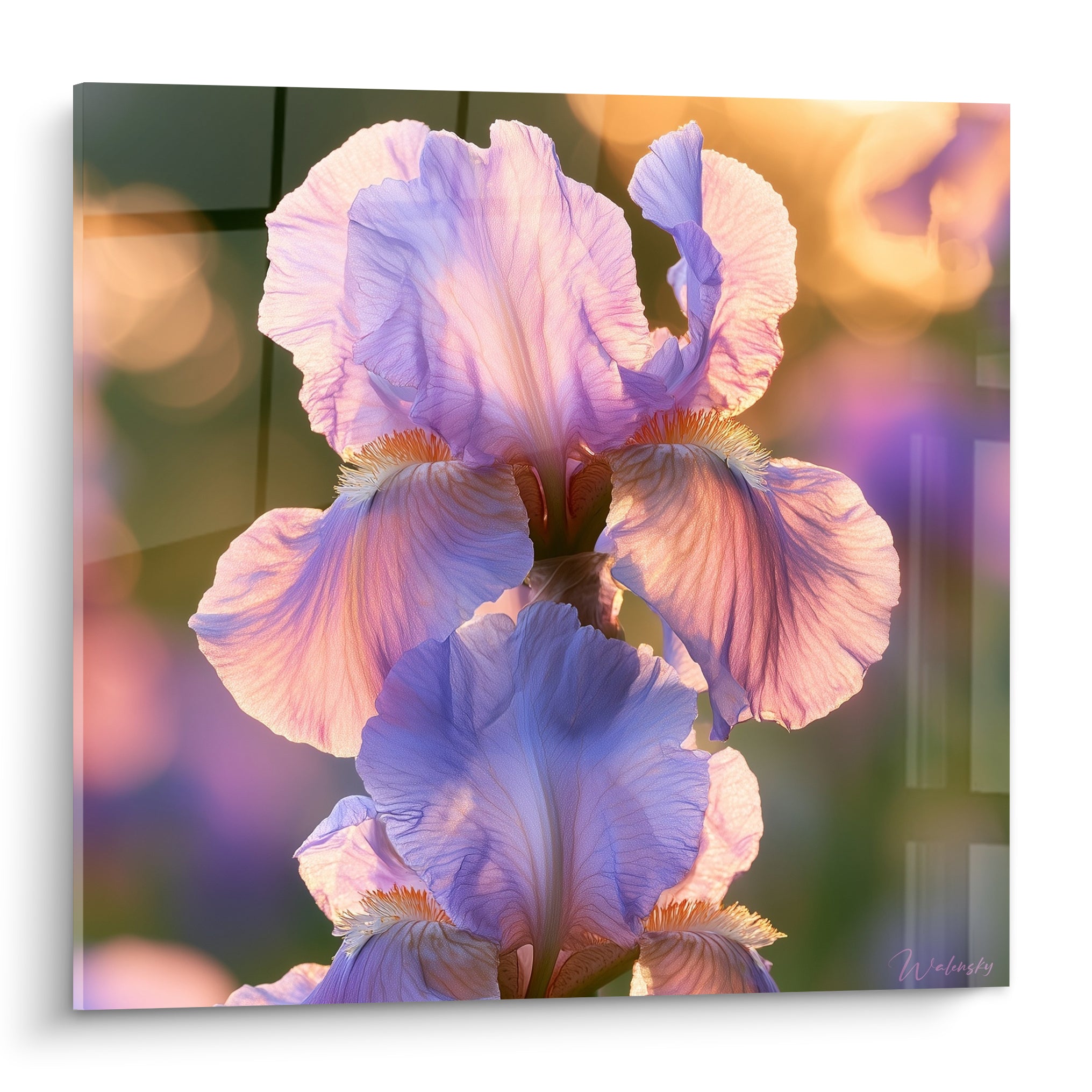 Iris mauve aux pétales ondulés, barbe orangée, lumière dorée traversant les nervures violettes
