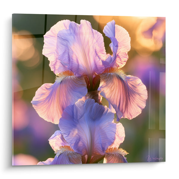 Tableau Iris mauve et doré en pleine lumière - Lumière du soir - Edition Iris