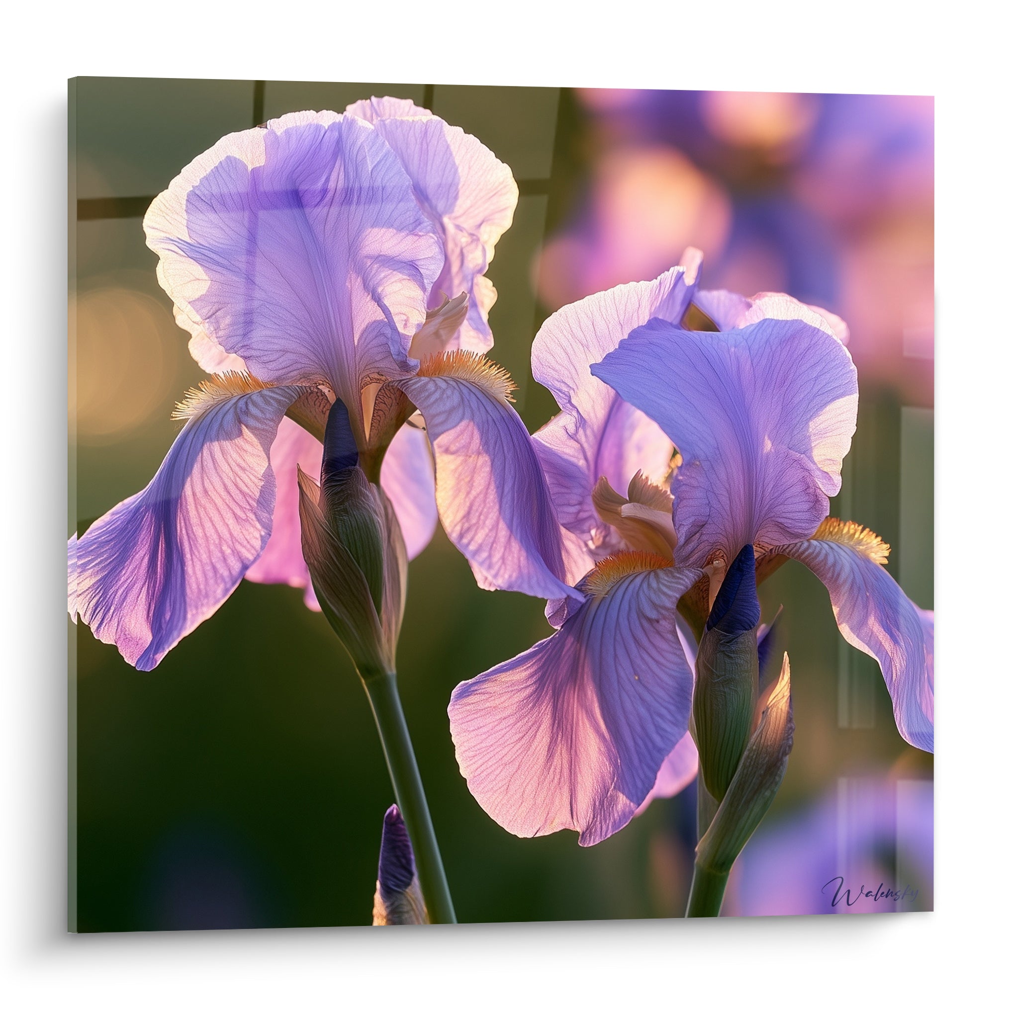Iris mauve et doré aux pétales veloutés, gros plan sur fond vert flouté baigné de lumière