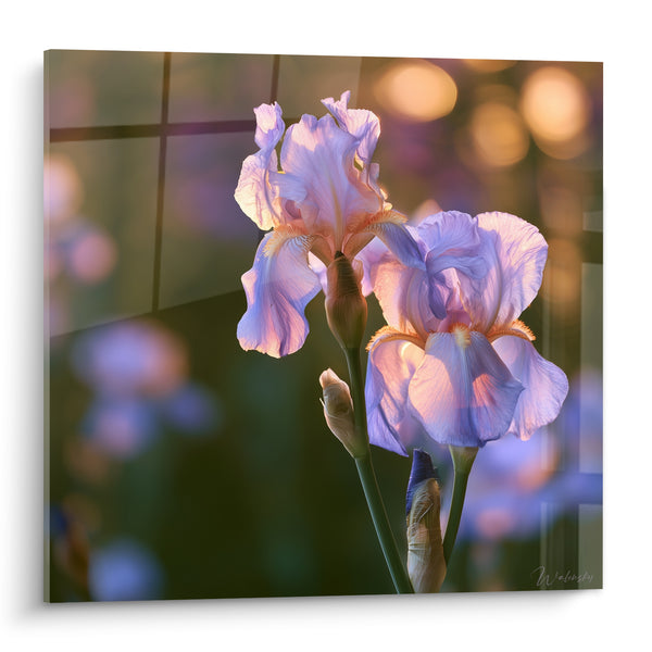 Tableau Fleurs mauves aux reflets dorés - Lueur du soir - Edition Iris