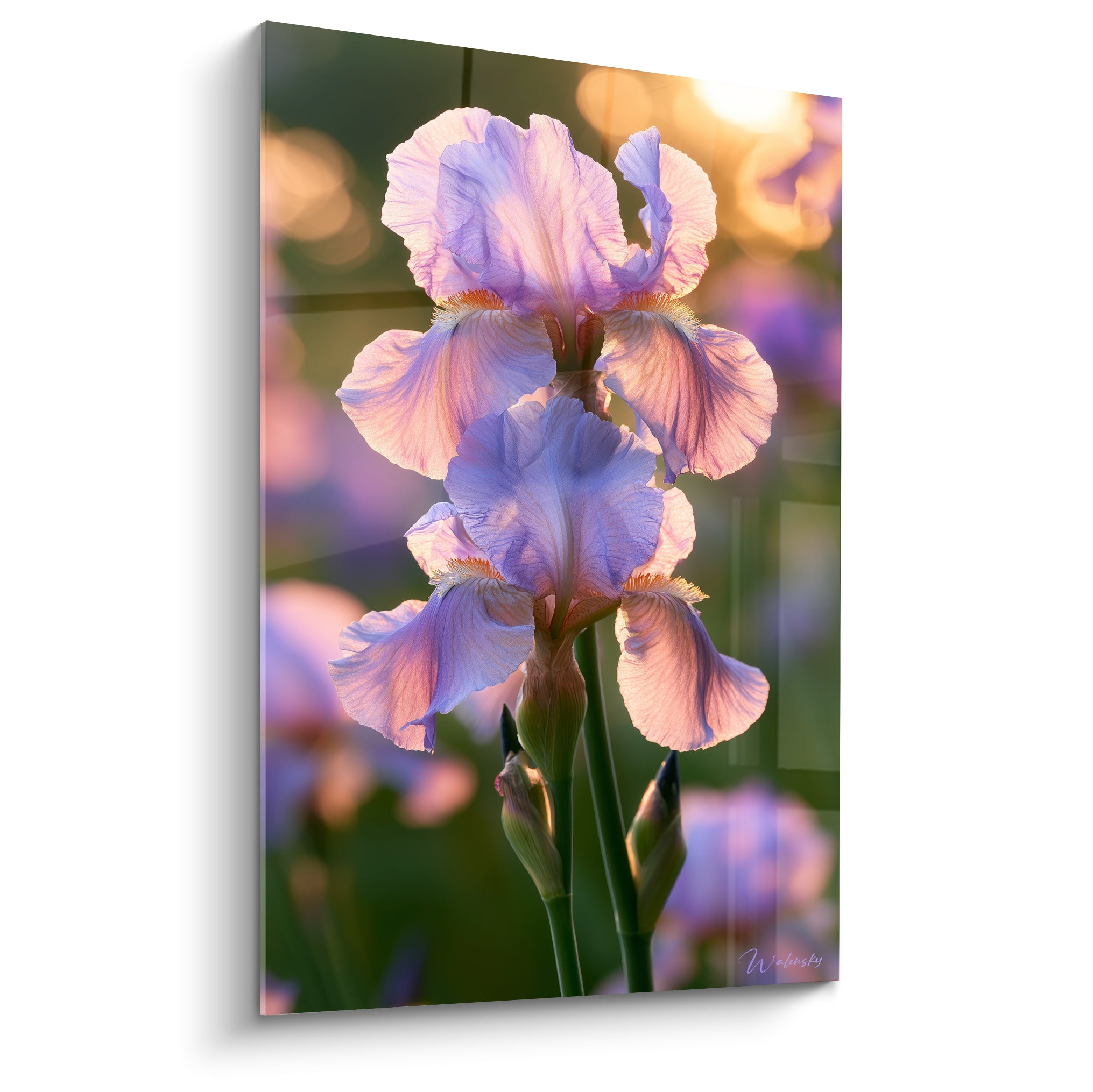 Iris mauve et rose déployé, pétales veinés sous une lumière dorée de crépuscule