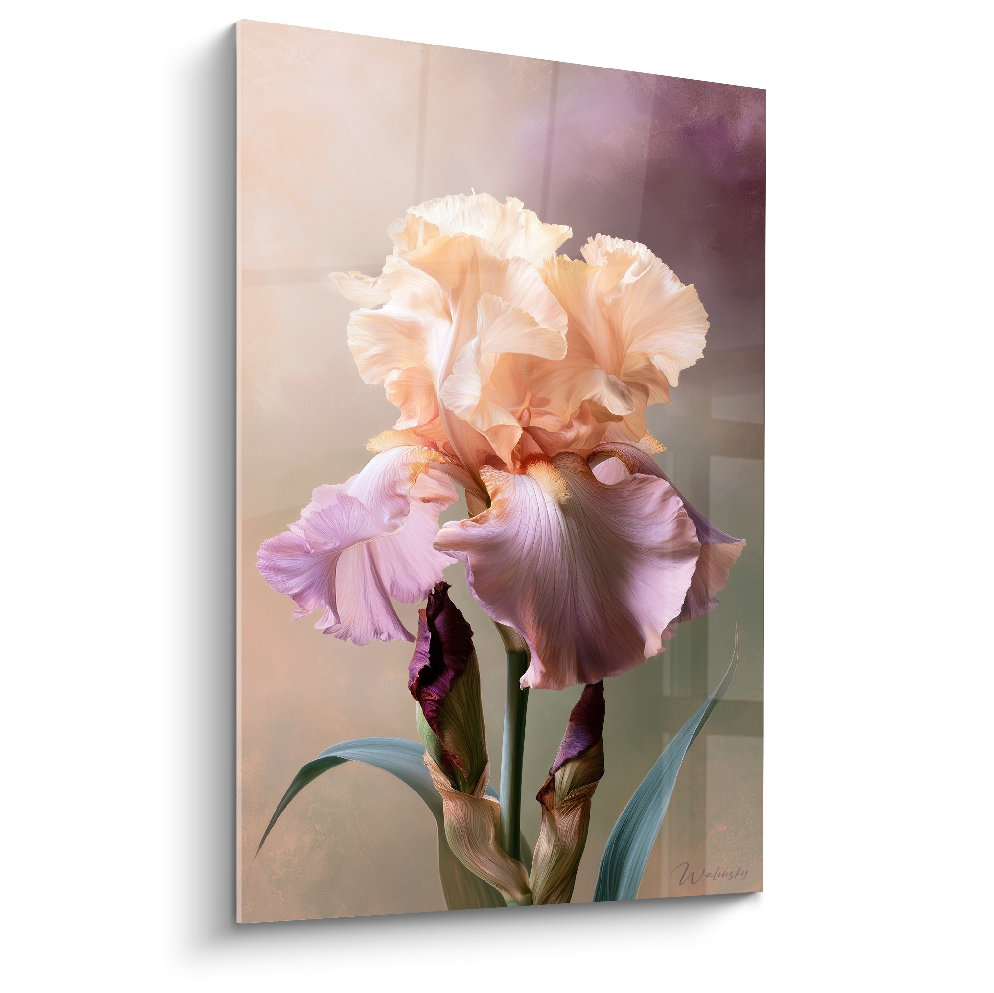 Iris aux pétales pêche et mauve froissés, fleur unique sur fond beige estompé