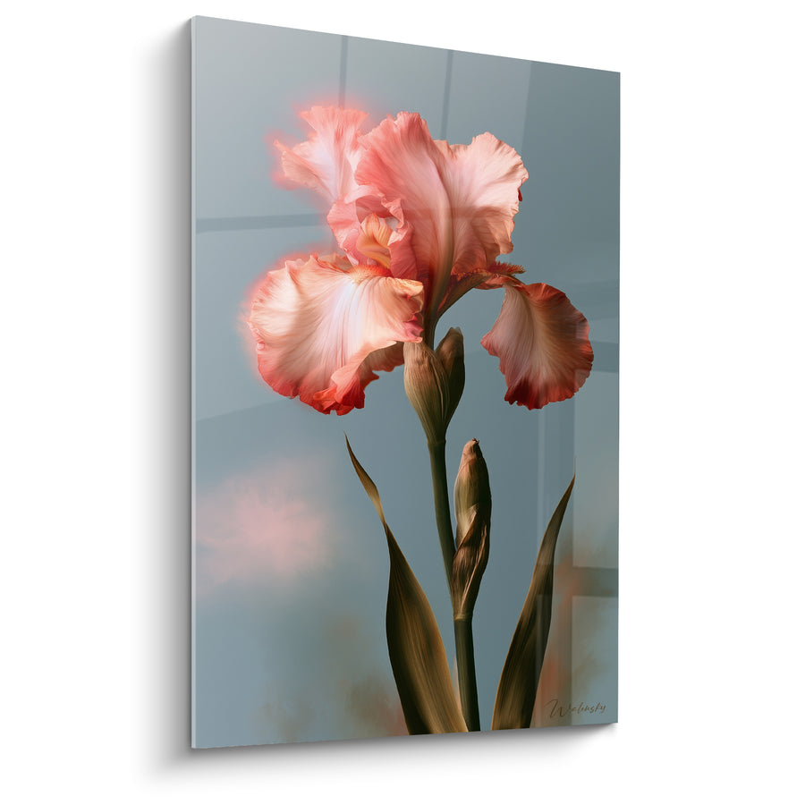 Tableau Iris rose et gris aux pétales rétroéclairés - Feuilles longues dressées - Edition Iris