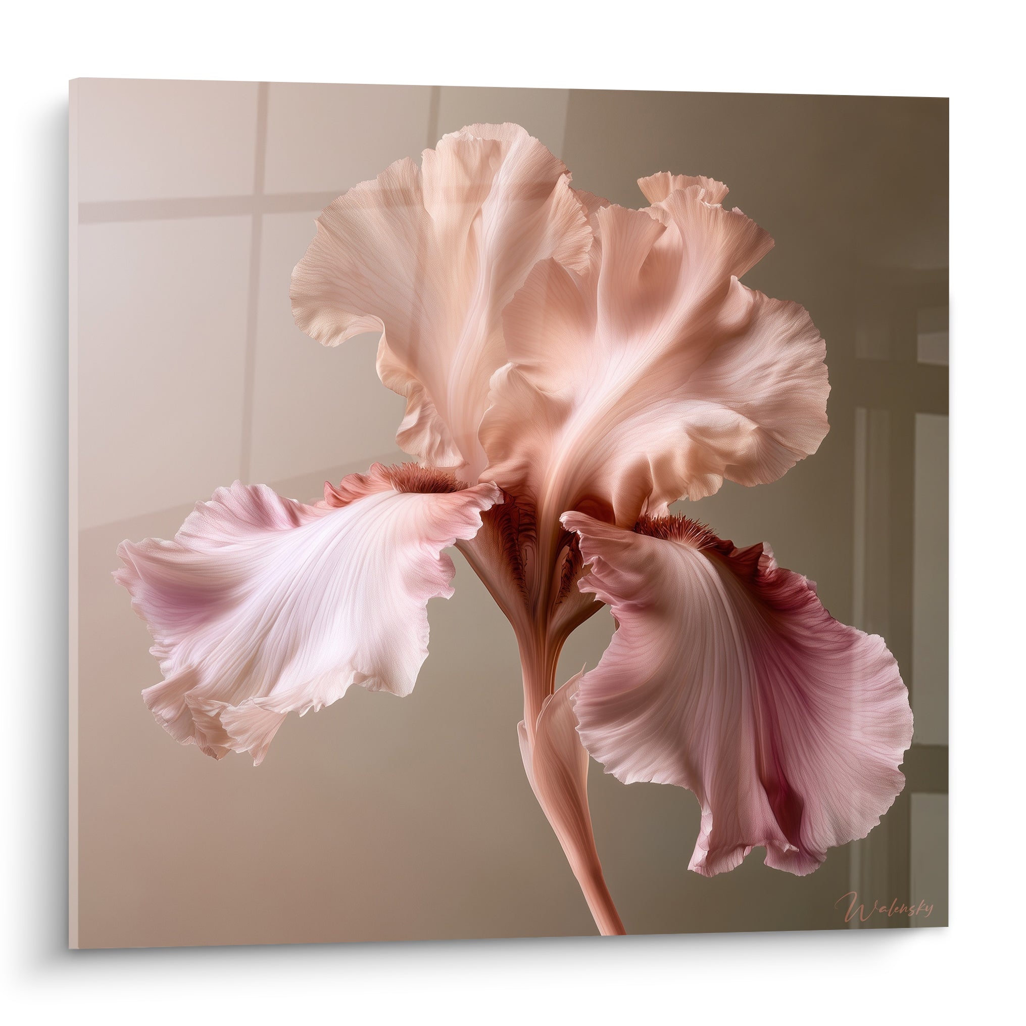 Iris déployé aux pétales rose pêche et rose poudré, nervures bordeaux fines, style velouté raffiné