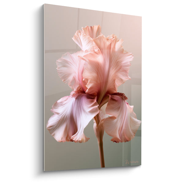 Tableau Fleur rose et gris à la barbe cuivrée - Pétales grand ouverts - Edition Iris