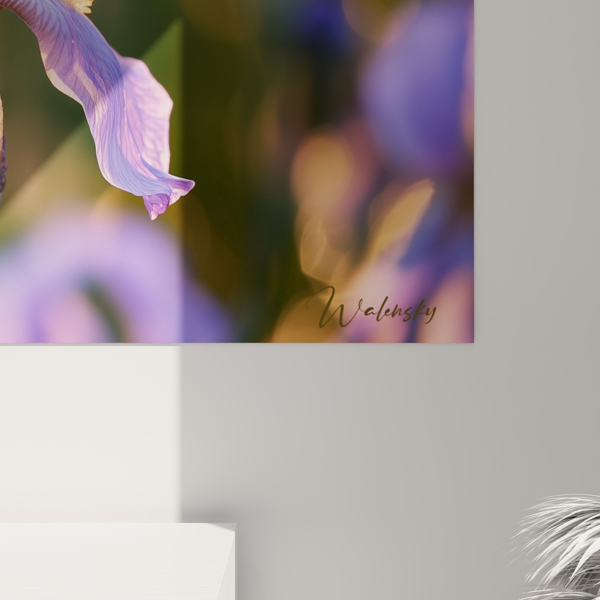 Texture soyeuse des pétales d'iris, veines violettes et touches dorées visibles de près