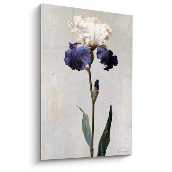 Iris violet et blanc crème peint en plein cadre, pétales froissés sur fond beige craquelé