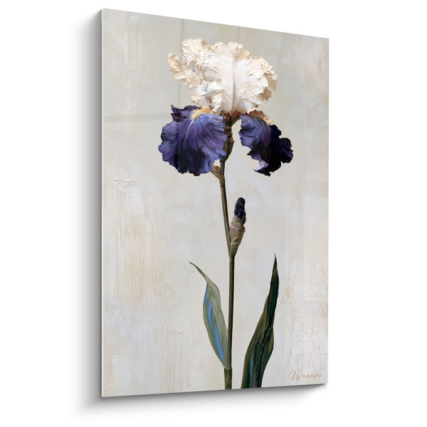 Tableau Iris ivoire et violet foncé au bouton refermé - Feuilles vert pâle effilées - Edition Iris