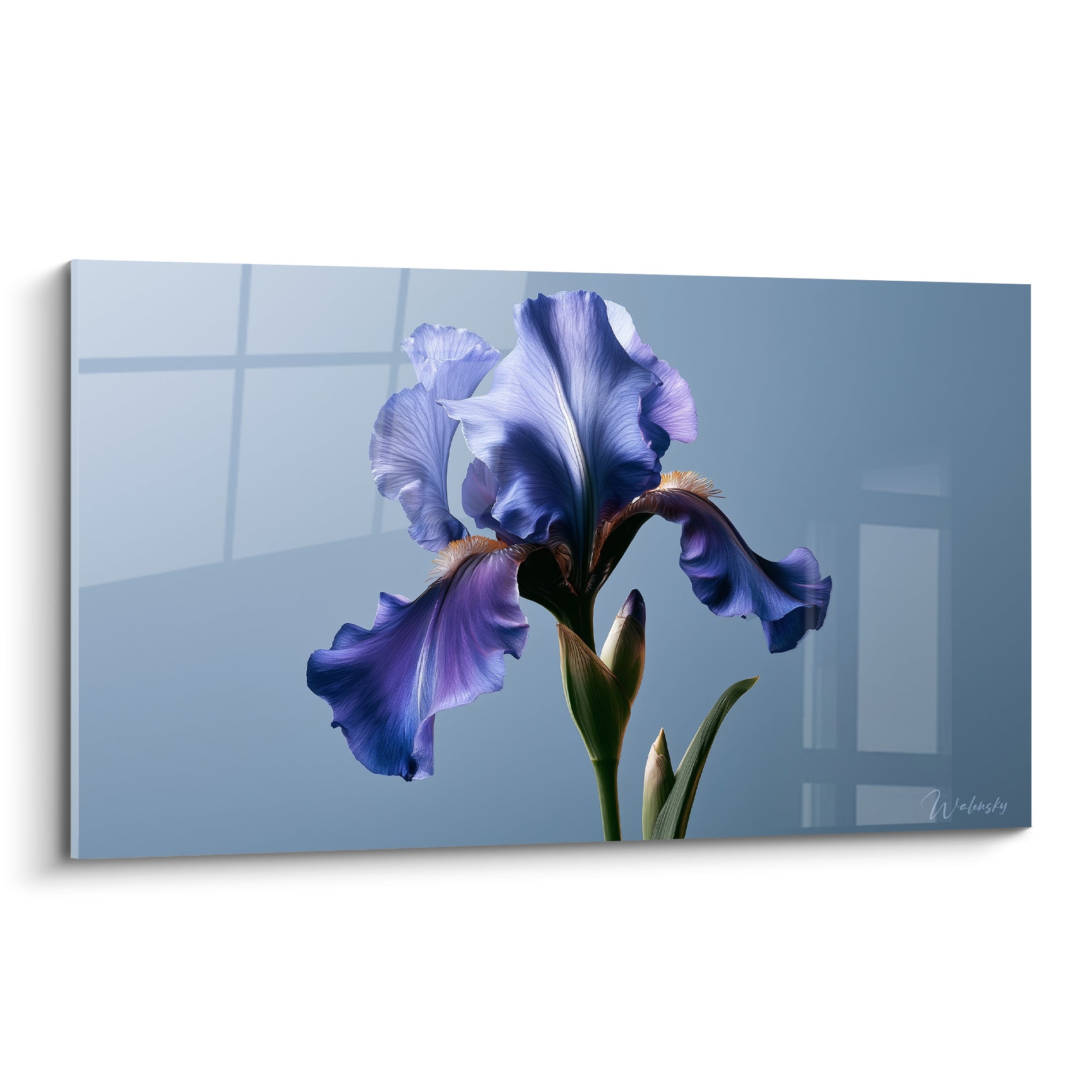 Iris violet aux pétales bleu lavande froissés sur fond gris bleuté et lumière douce