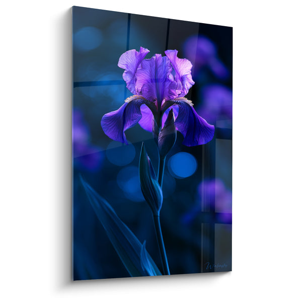 Tableau Iris violet et bleu nuit sous fenêtres quadrillées - Bourgeon fermé duveteux - Edition Iris