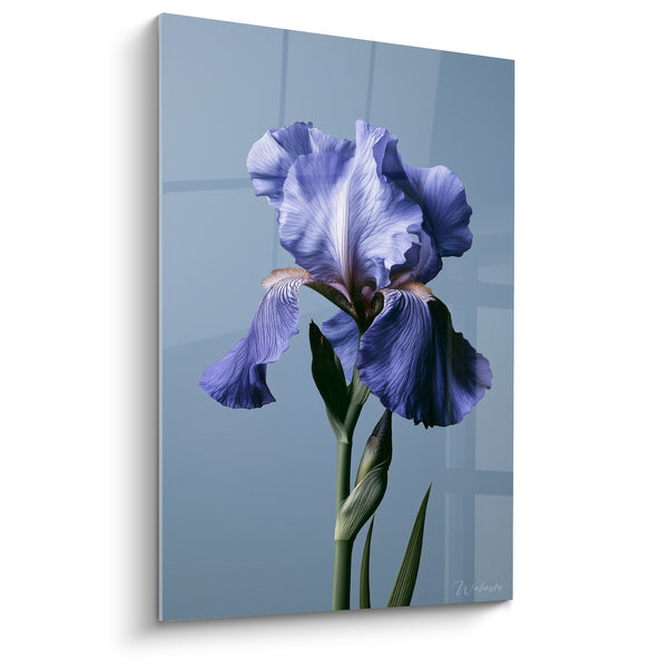 Tableau Iris bleu lavande et gris sur fond quadrillé - Barbe orangée veinée - Edition Iris