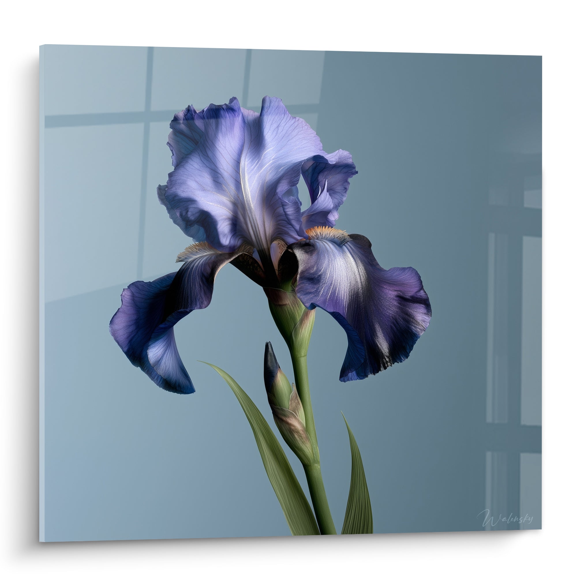 Iris violet aux pétales veloutés et nervures blanches sur fond bleu gris minéral