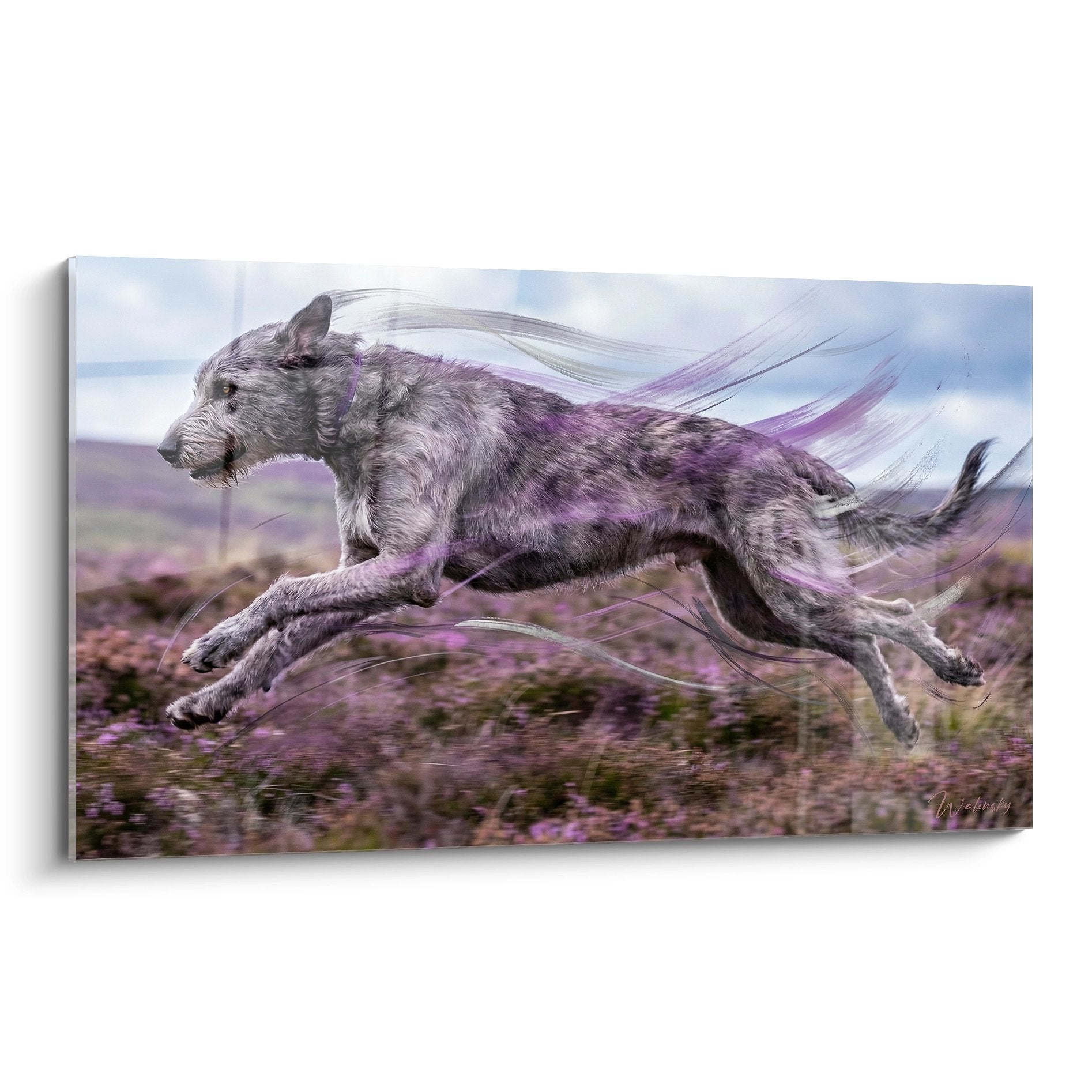 tableau irish wolfhound reflets violets bond spectaculaire mouvement flou artistique landes fleuries decoration murale