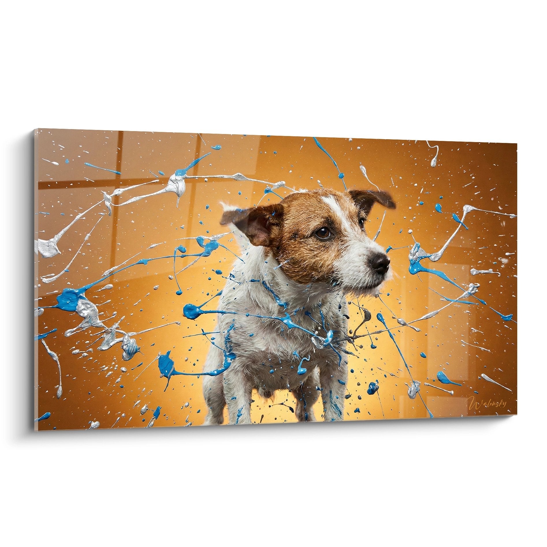 Tableau Jack Russel Terrier avec eclaboussures peinture bleue blanche sur fond orange degrade art moderne canin