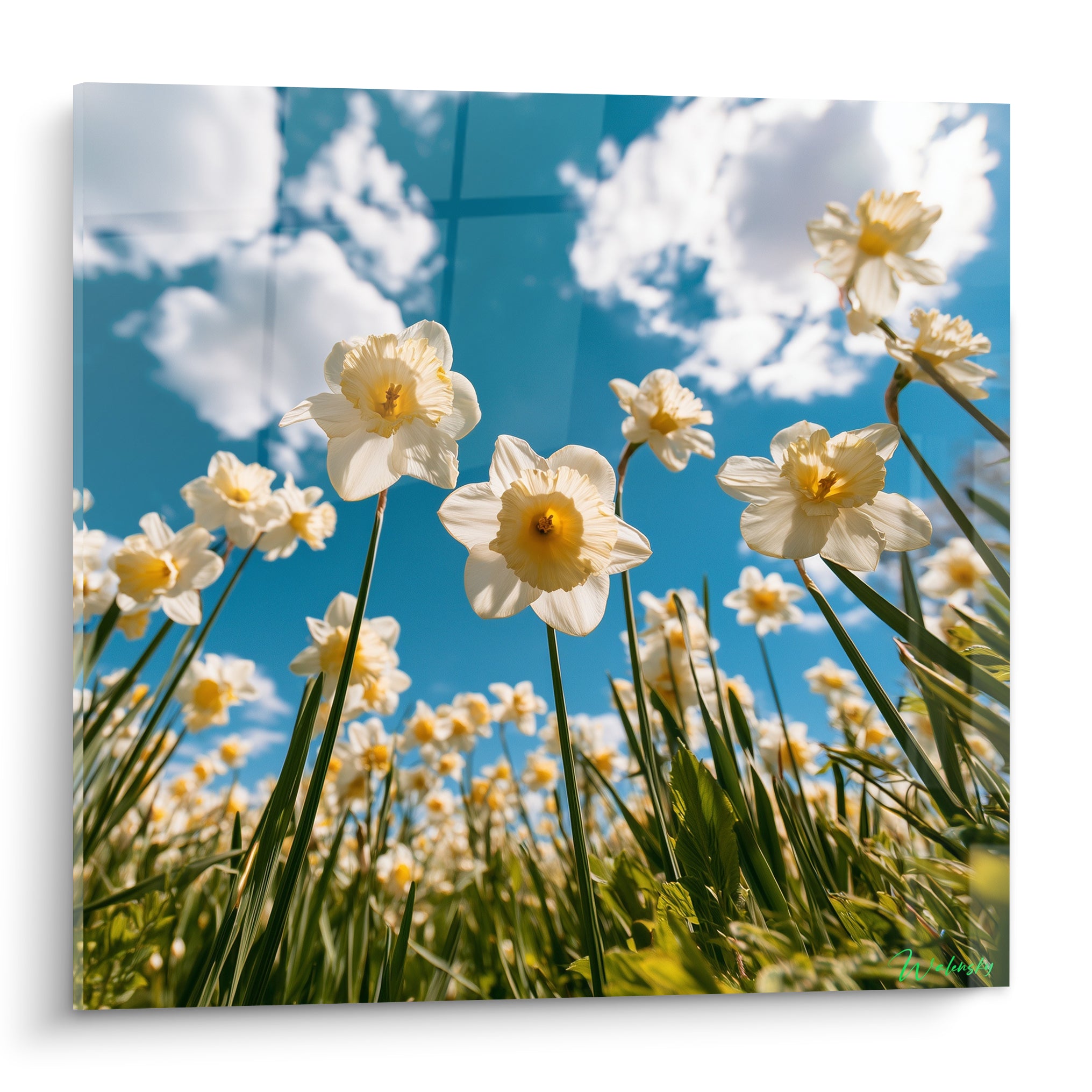 Jonquilles blanches aux cœurs jaune ocre dressées vers un ciel bleu et des nuages