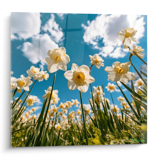 Jonquilles blanches aux cœurs jaune ocre dressées vers un ciel bleu et des nuages