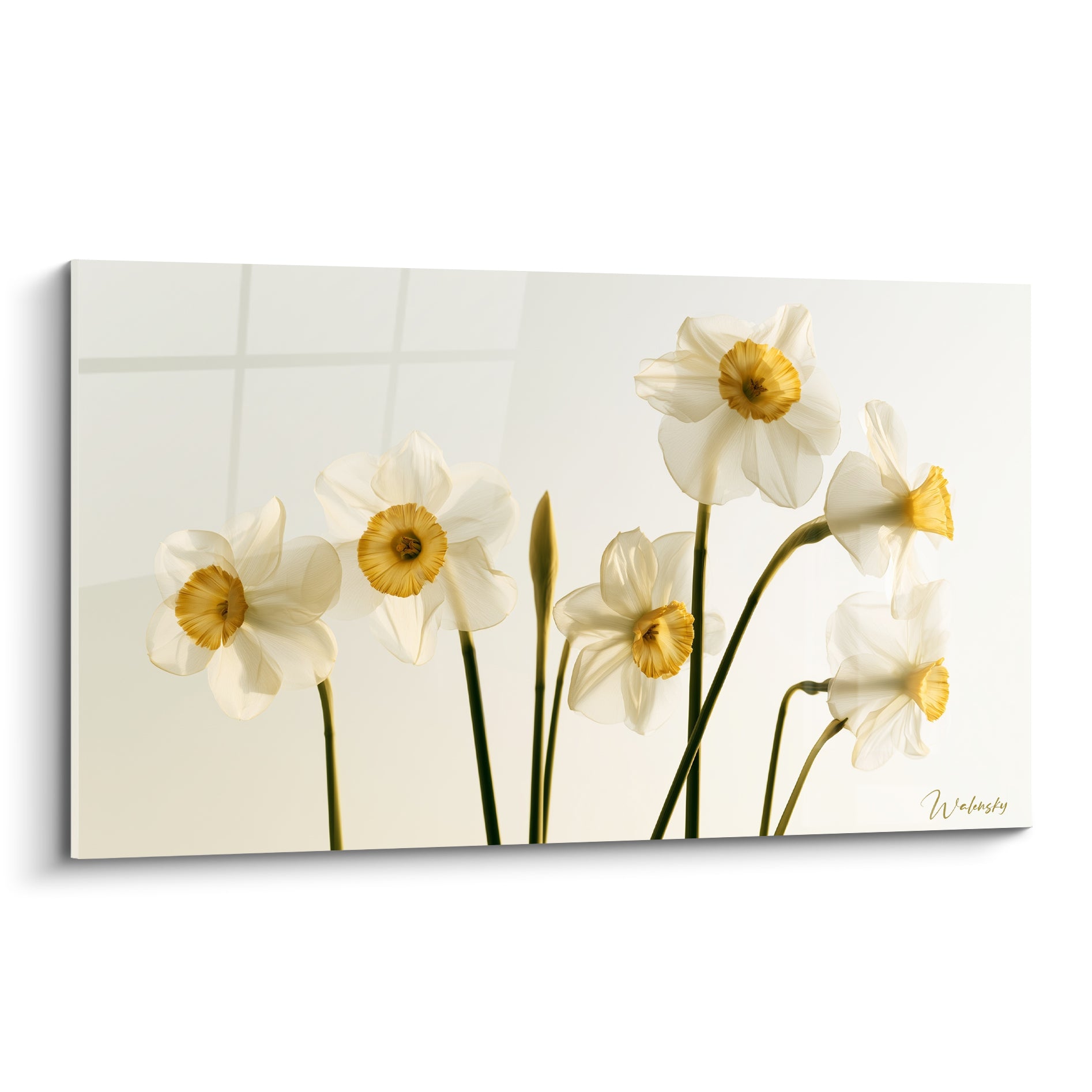 Jonquilles blanches translucides aux cœurs jaune doré sur fond ivoire épuré