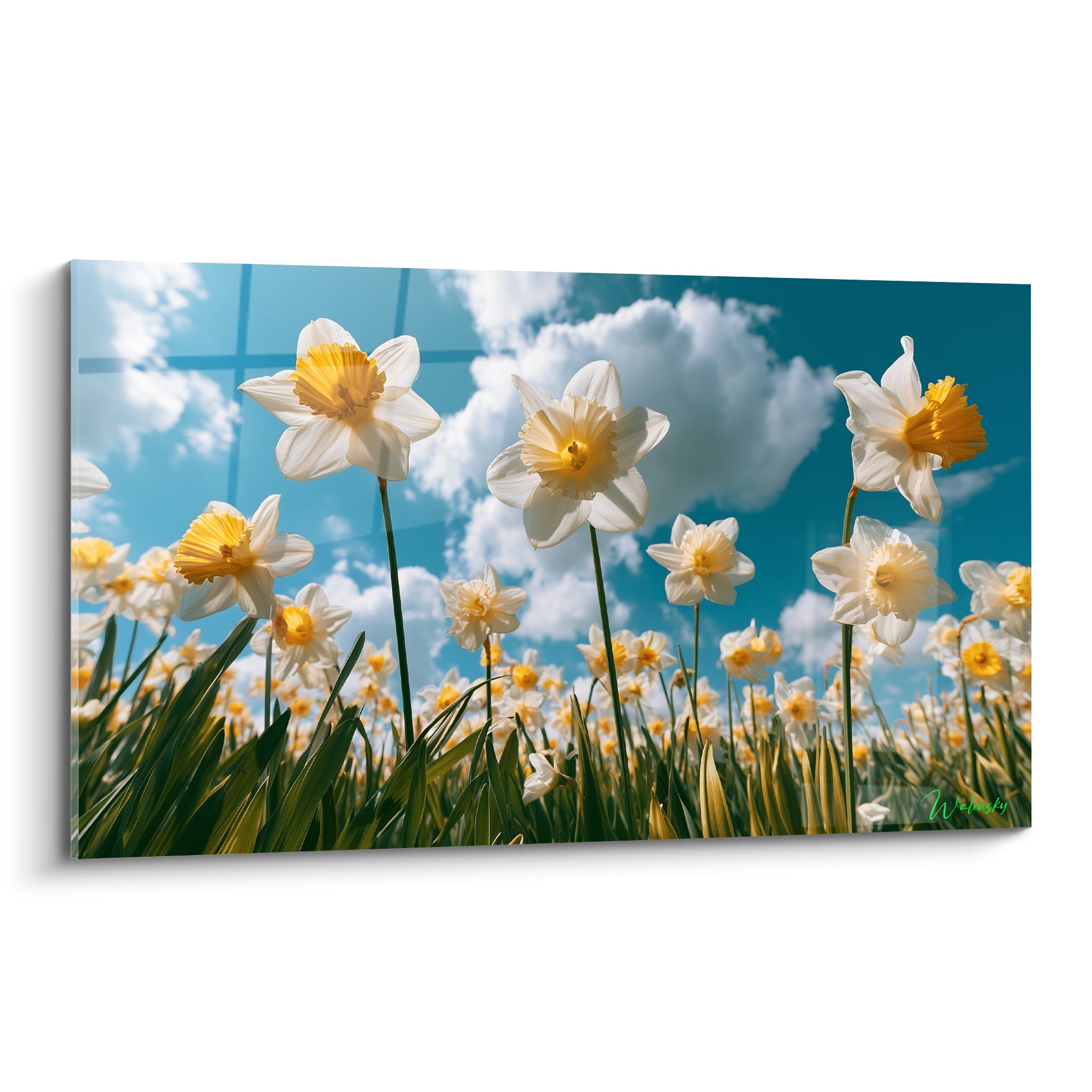 Jonquilles blanches et jaunes dressées vers un ciel bleu parsemé de nuages blancs