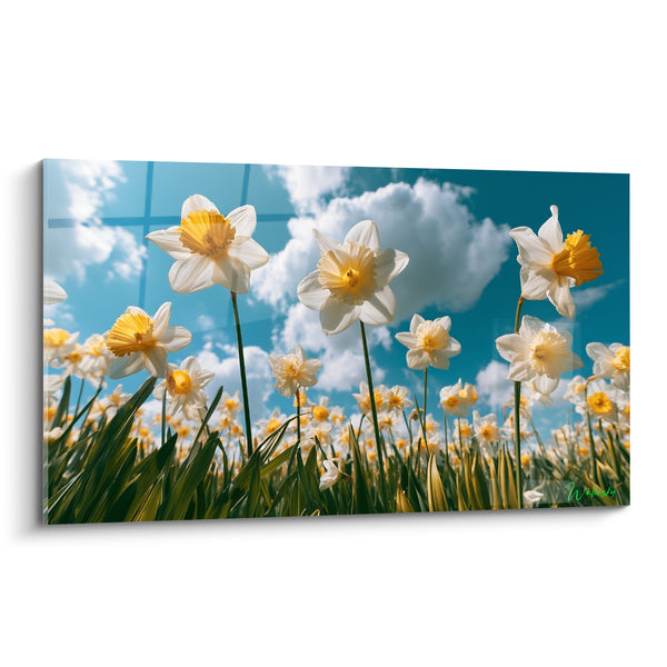 Tableau Jonquilles blanches et jaunes vues d'en bas champ dense - Nuages moutonneux - Edition Jonquille